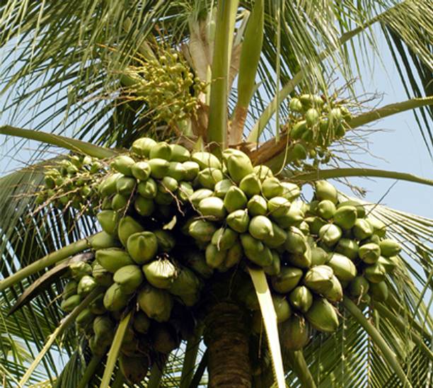Chandra Kalpa Coconut Plant