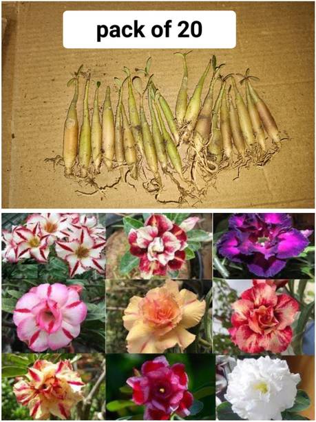 S SIKDER STORE Adenium Plant