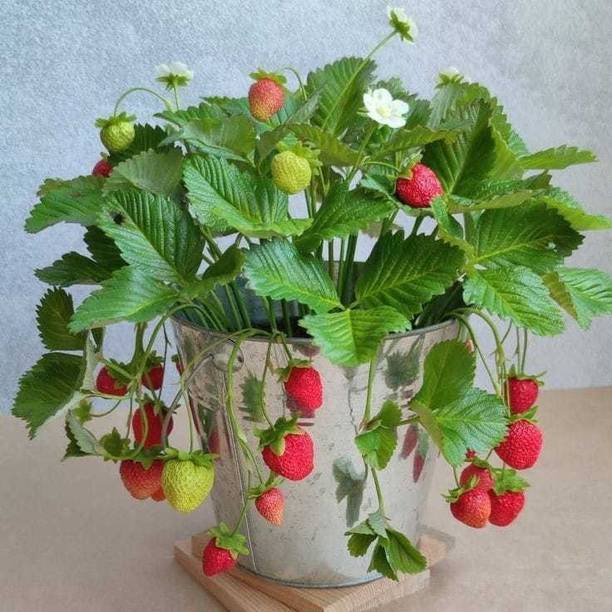 Barnaby Strawberry Plant
