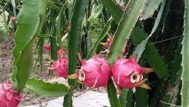 greenplanthub Dragon Tree