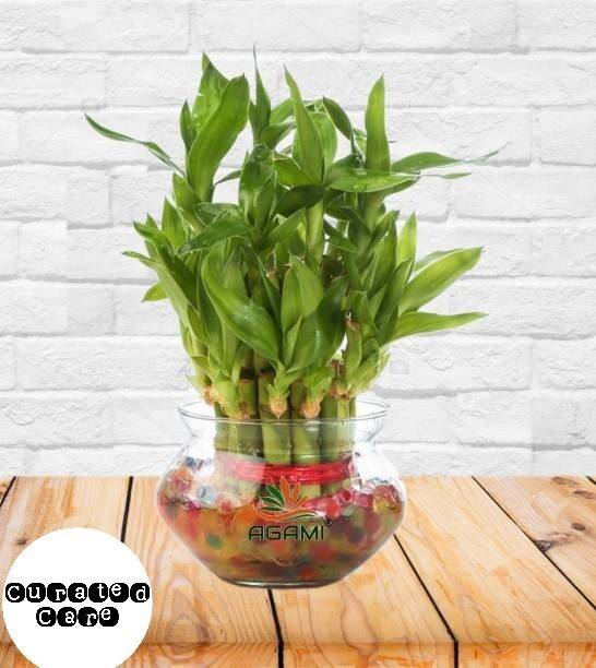 Curated Care Two Layer Bamboo Plant