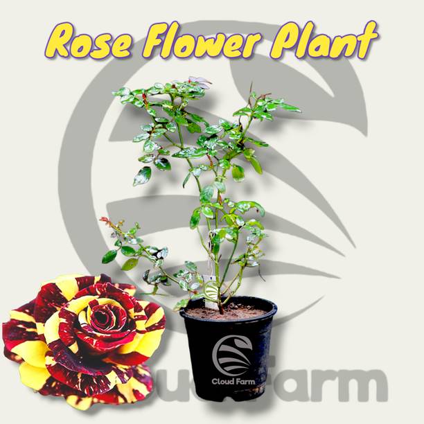 Cloud Farm Rose Plant