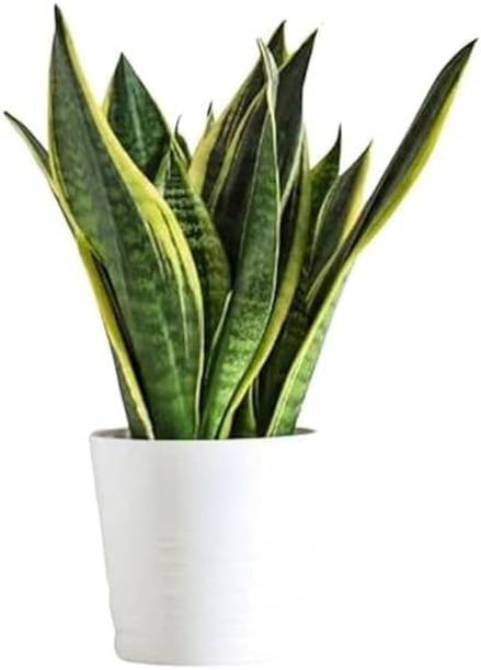 BerryBreeze Snake Plant