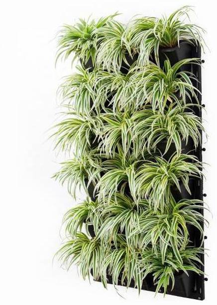 Cloud Farm Spider Plant