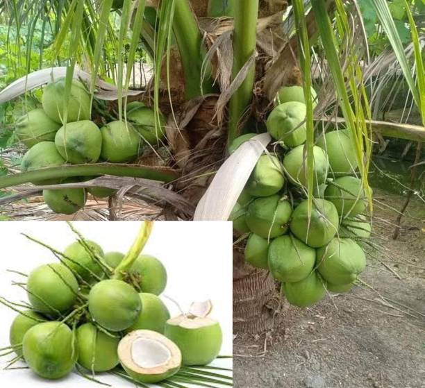 Thai Verity Coconut Plant
