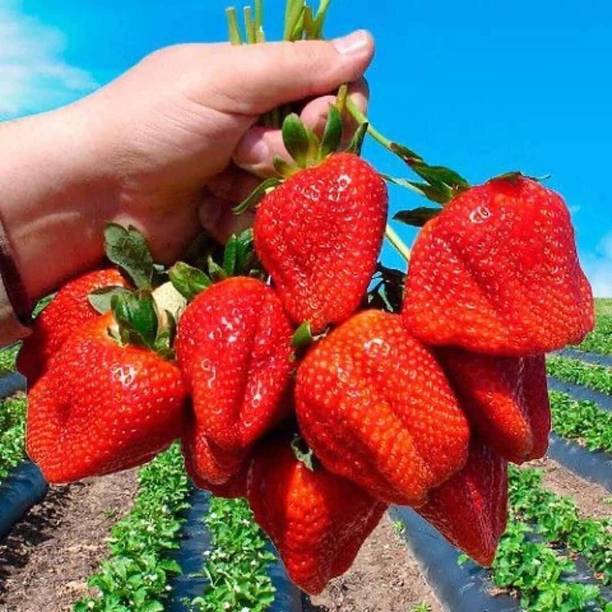 RasmoniGreen Strawberry Plant