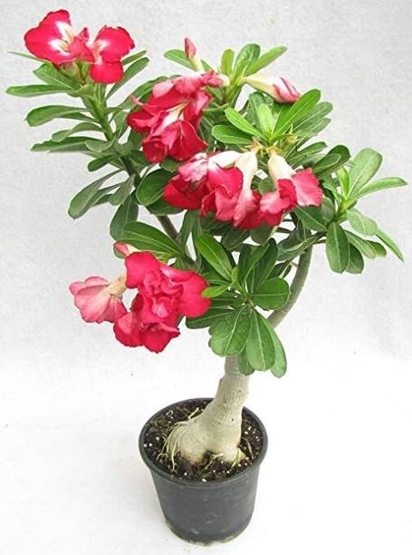 GREENCITY Adenium Plant