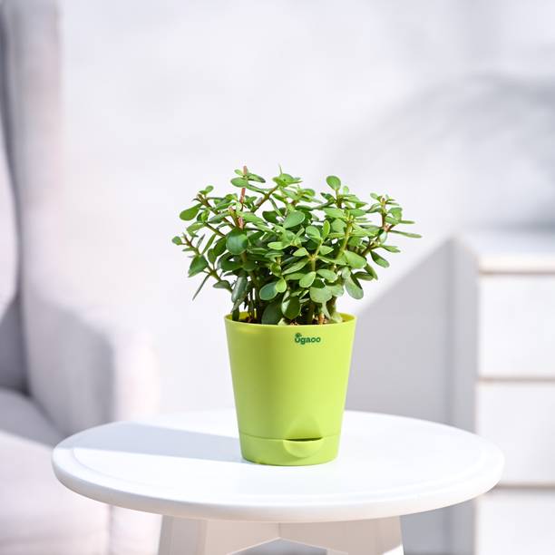 UGAOO Jade Plant