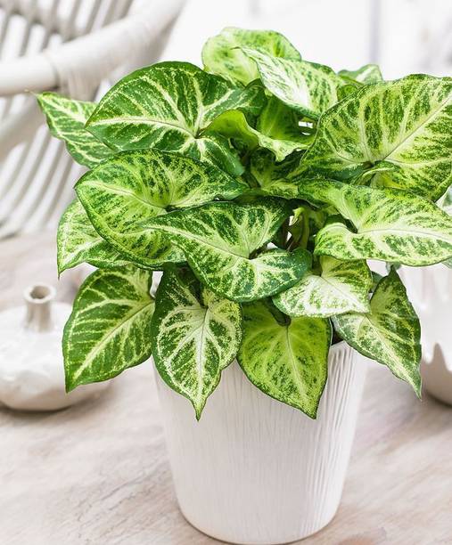 the green dotcom Syngonium Plant