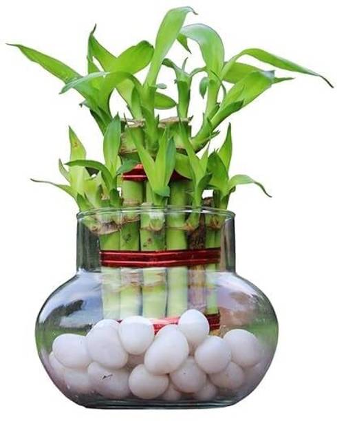 फ्लोराफाइन टू लेयर बैम्बू प्लांट पौधा