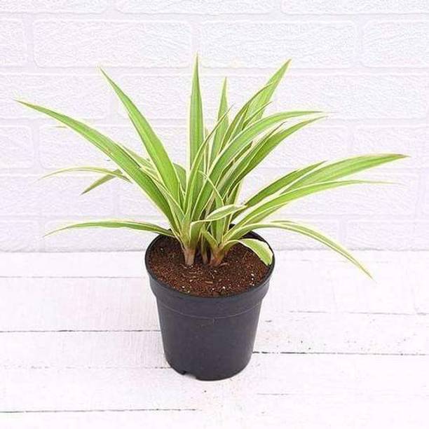 ADANNAYA Spider Plant