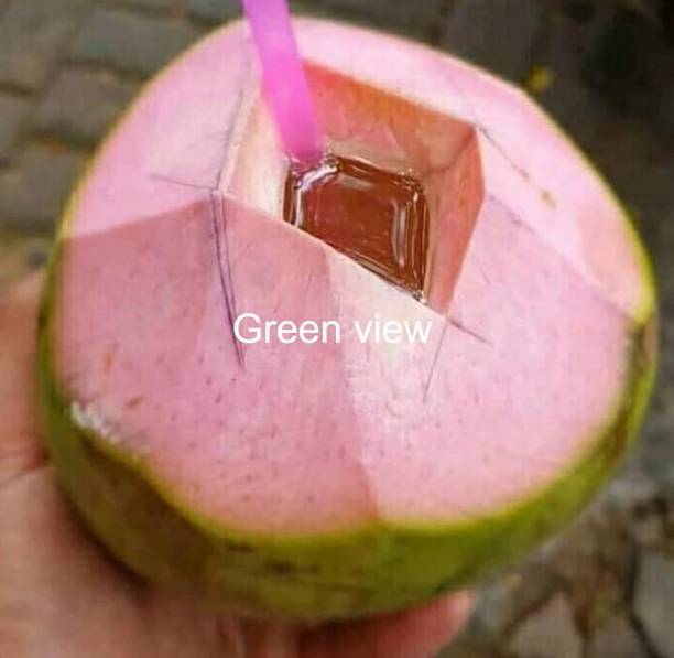 Green view Coconut Plant