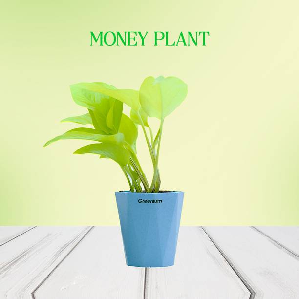 Greenium Money Plant