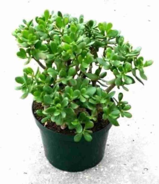 Aclipastal Jade Plant