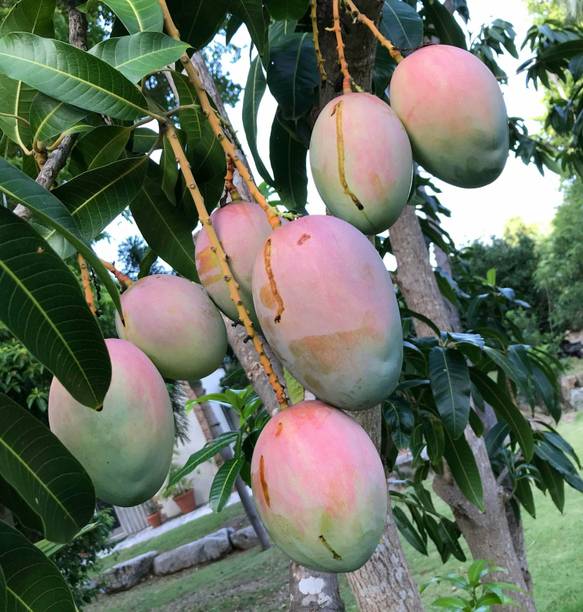 Baramasi Grafted Mango Plant