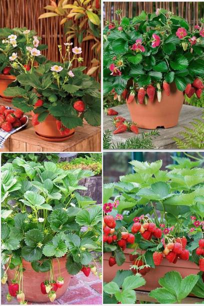 RasmoniGreen Strawberry Plant