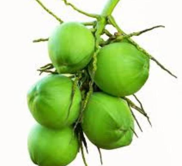 Thai Verity Coconut Plant