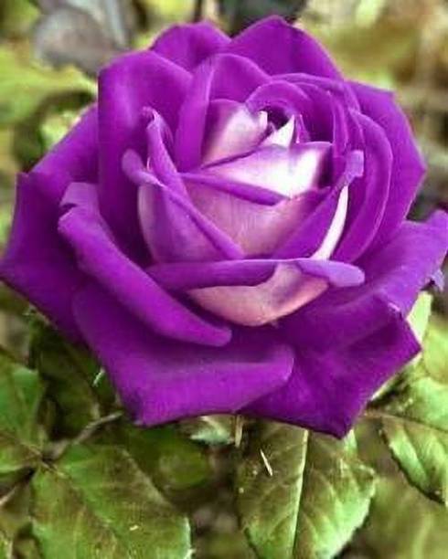 Cloud Farm Rose Plant