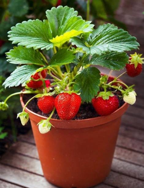 Cloud Farm Strawberry Plant