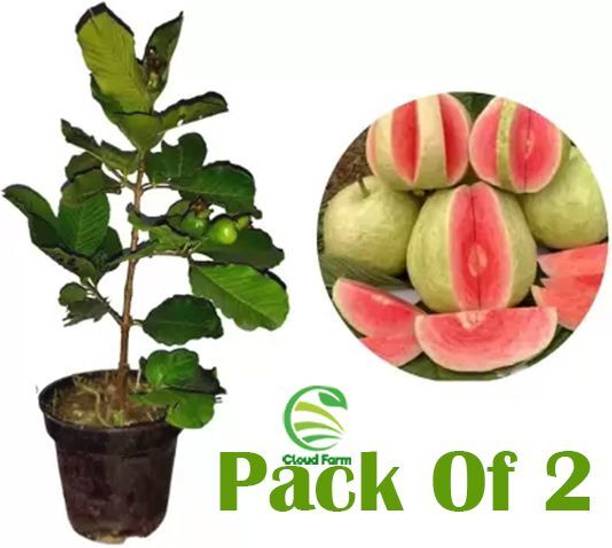 Wrenna Guava Plant