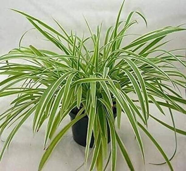 MiracleGarden Spider Plant