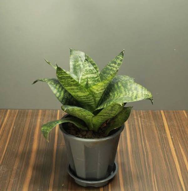 Global Mart Plant Snake Plant