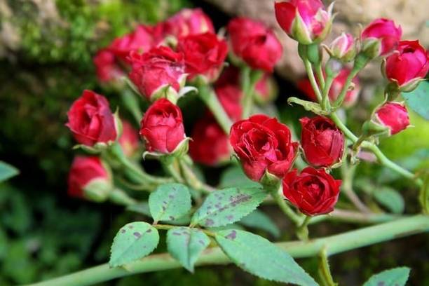 Khushi Prova Rose Plant
