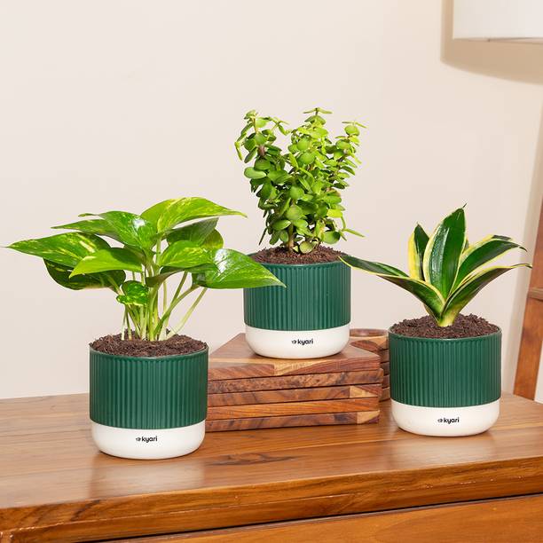 Kyari Jade Plant, Golden Snake Hahnii Plant, Variegated Money Plant