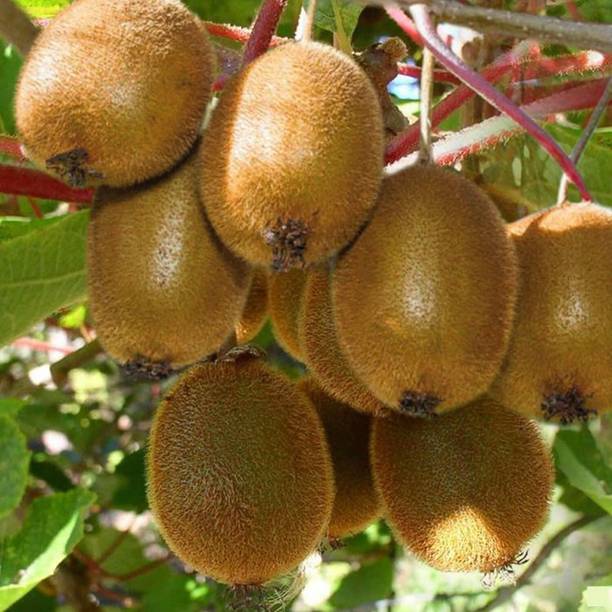 Cloud Farm Kiwi Plant