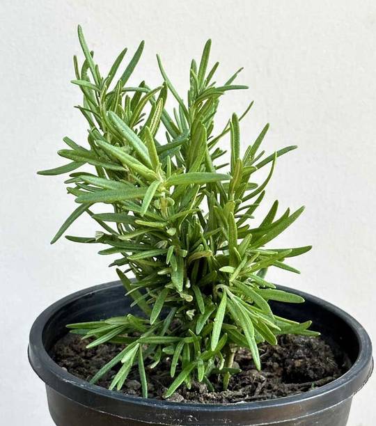 SKDIYA Rosemary Plant