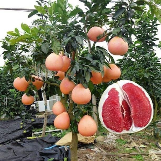 N.G.M. AGROCARE Pomelo Plant