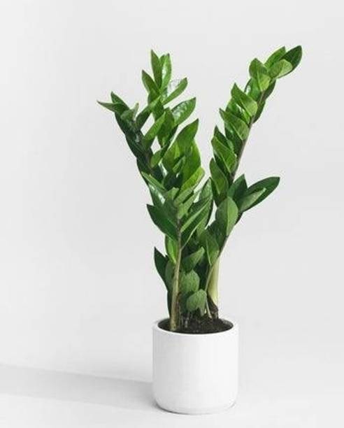 Skrhuvoy ZZ Plant