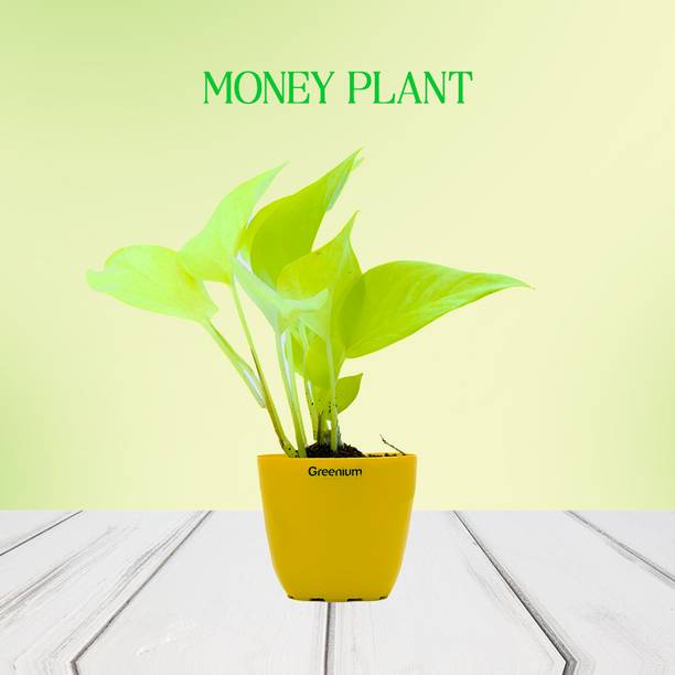 ग्रीनियम मनी प्लांट पौधा