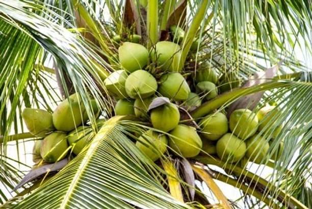 YourPlant Coconut Plant