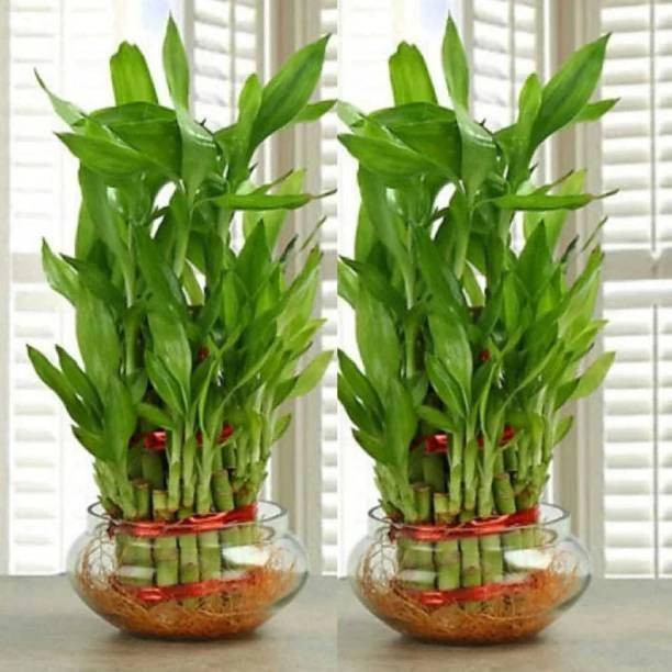 AGRAWBIC Two Layer Bamboo Plant