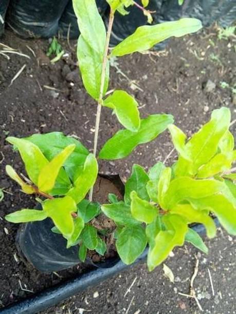 Cloud Farm Pomegranate Plant