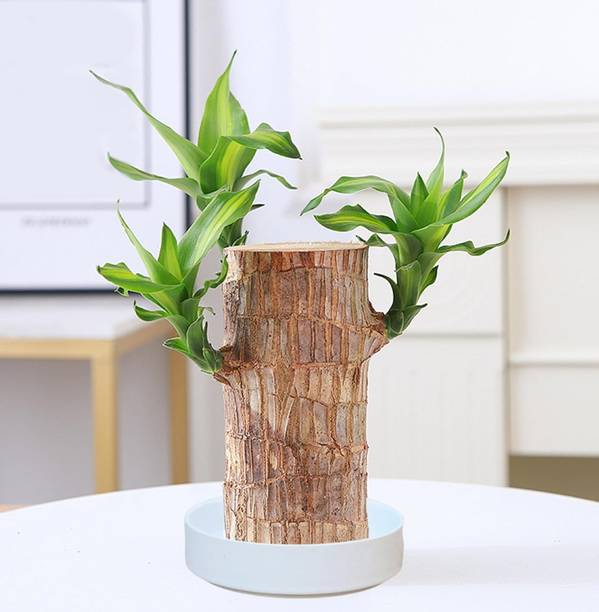 MondallNursery Mini Brazalian wood