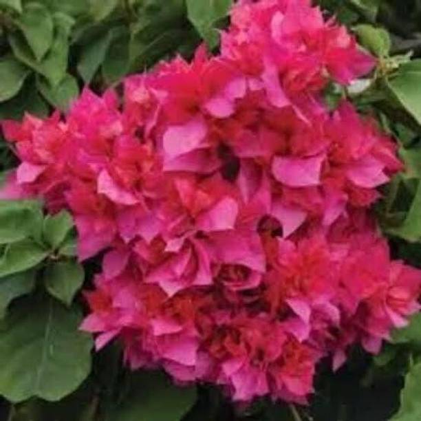 Cloud Farm Baugainvillea Plant