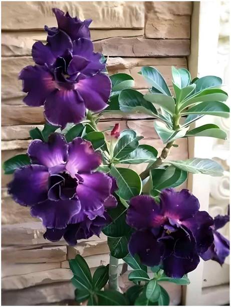 sspykrts Adenium Plant