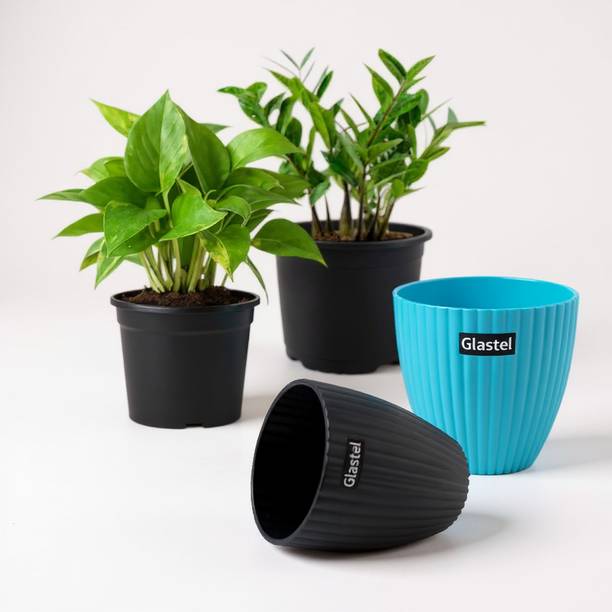 Glastel Money Plant, ZZ Plant