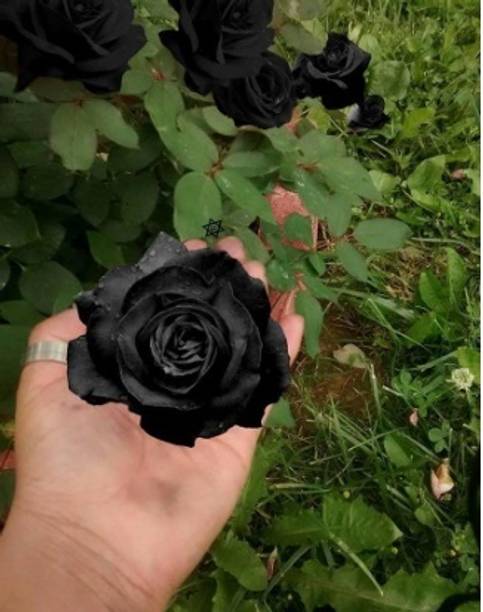ALOCHUZ Rose Plant