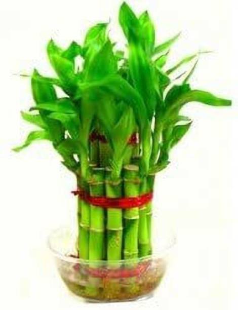 AGRAWBIC Two Layer Bamboo Plant