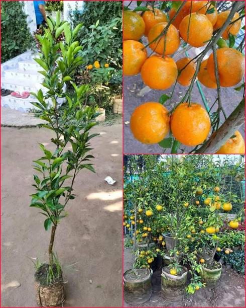 IzazNursery Orange Plant