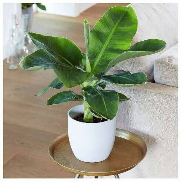 SHREYAGREEN Banana Plant