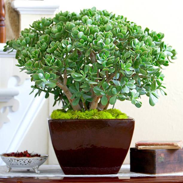 LEUMAZAQ Jade Plant