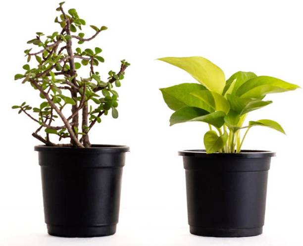 Cloud Farm Variegated Money Plant, Jade Plant, Money Plant