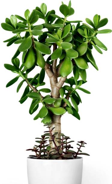 DEY CRAFT Jade Plant
