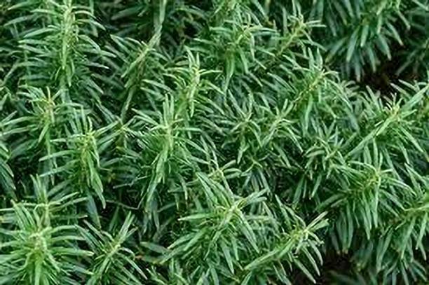 RA CO Rosemary Herb Plant