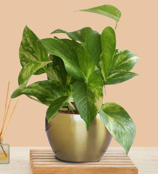 Greenkin Variegated Money Plant