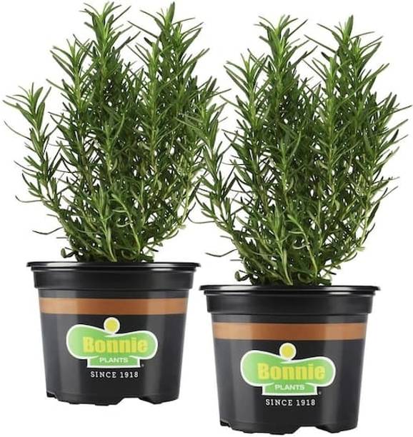 SOFTYGARDEN Rosemary Plant